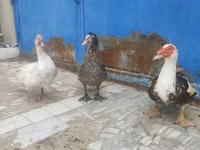 Ducks — Foto 2