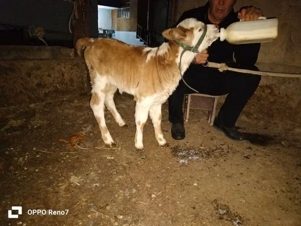 母牛, Simmental cattle — 哈萨克斯坦