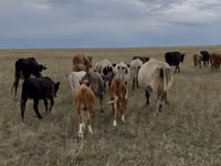 Bovinos (lote, sexo no especificado), Latvian Blue cattle — foto 2
