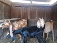 Ziege, Dutch Landrace goats — Foto 1