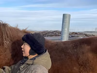 Hengst, Kustanai horse — Foto 1