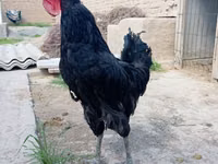 Chickens — Foto 1
