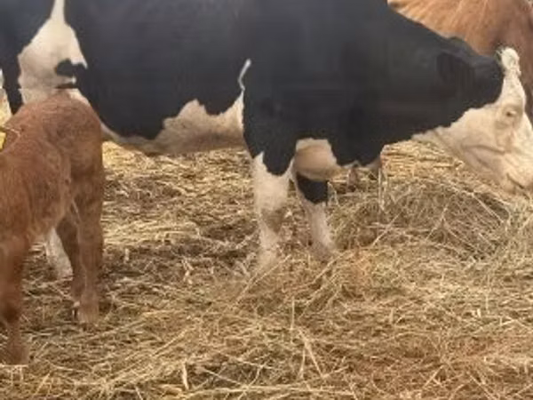 Toro, Vaca Limousin