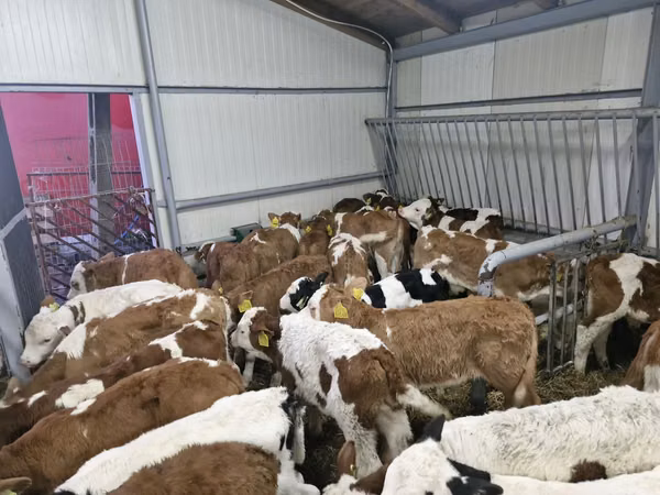 मवेशी (लॉट, लिंग निर्दिष्ट नहीं), Simmental cattle