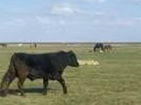 Bulle, Aberdeen-Angus — Foto 6