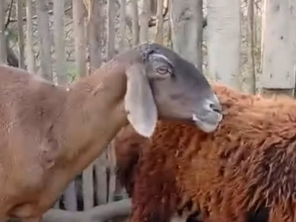 भेड़, Hissar sheep