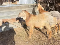 Widder, Edilbay sheep — Foto 6