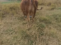 गाय, मवेशी — फ़ोटो 5