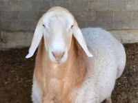 Sheep, Sheep — photo 1