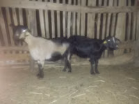Ziegenbock, Ziegen — Foto 3