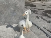 Хохлатая — сүрөт 2