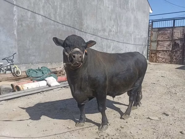 Бұқа, Ірі қара