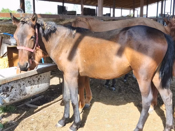فرس, Mugalzhar horse