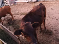 Rinder (Partie, Geschlecht nicht angegeben), Simmental cattle — Foto 4