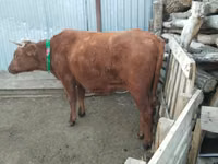 Kuh, Latvian Blue cattle — Foto 2