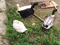 Ducks — foto 3