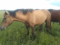 Stute, Kazakh horse — Foto 7
