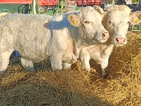 गाय, Charolais cattle
