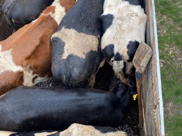 Sigir, Russian Black pied cattle