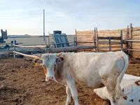 公牛, Cattle — 照片 1