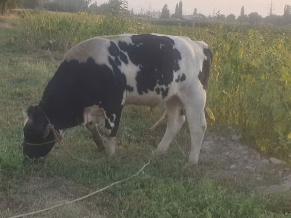 公牛, Holstein breed — 吉尔吉斯斯坦