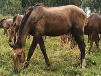 Hengst, Pferde — Foto 4