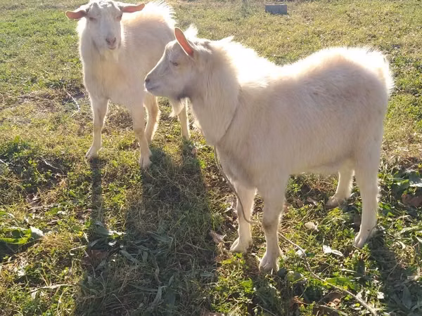 母山羊, Saanen goat — 乌兹别克斯坦