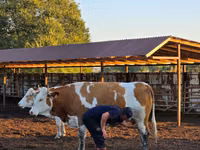 गाय, Simmental cattle — फ़ोटो 8