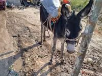 خيول (دفعة، الجنس غير محدد), الخيول — الصورة 4