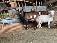 Cabro, Alpine goat — foto 4