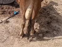 Vaca, Ganado vacuno — foto 4