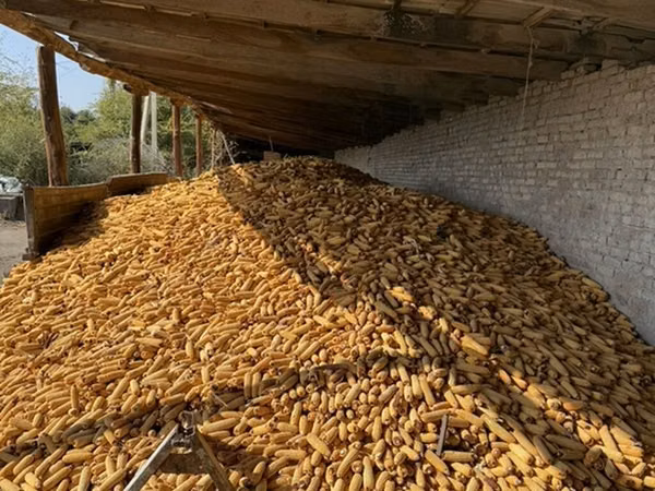 Около 100 тон Кукуруза в початках (кормовая/фуражная) - Урожай в