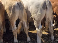 Bull, Limousin cow — photo 6