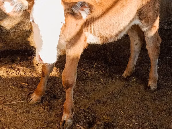 Kuh, Simmental cattle