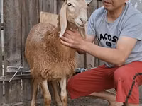Carnero, Arashan sheep — foto 6