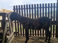 Cabro, Kamori goats — foto 1