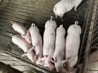 خنزير ذكر, الخنازير — الصورة 5