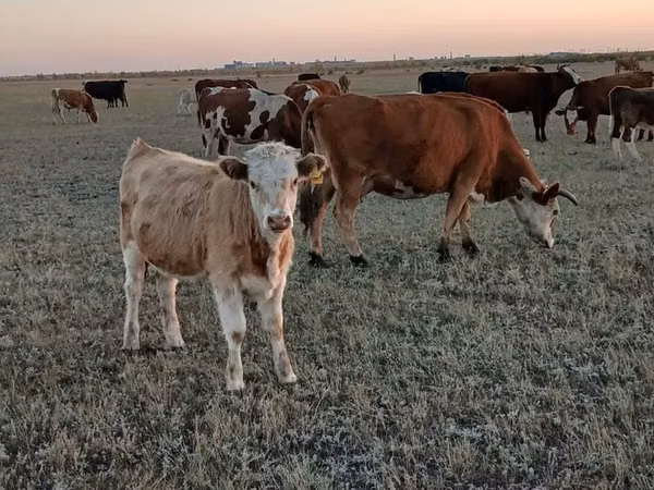 Kuh, Simmental cattle — Kasachstan