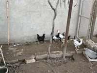 Chickens — 2-rasm