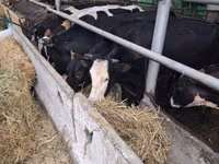 गाय, Swiss cattle — फ़ोटो 2