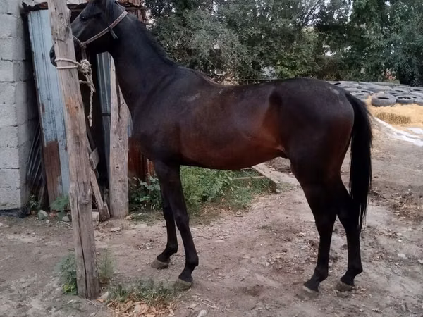 Hengst, Thoroughbred horse — Kirgisistan