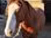घोड़ा, Kazakh horse — फ़ोटो 5