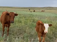 Buqa, Latvian Blue cattle — 2-rasm