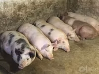 Säue, Schweine — Foto 1