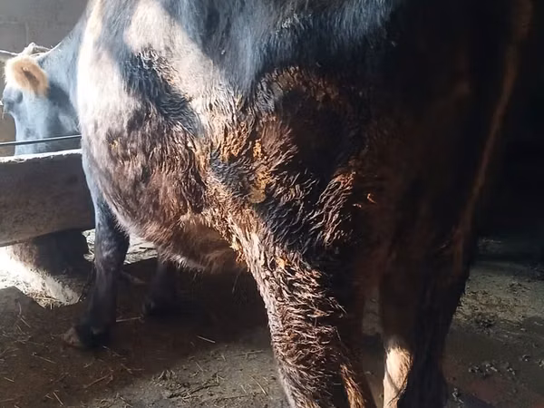 Vaca, Raza Alatau