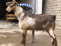 Cabro, Cabras — foto 2