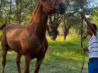 Stute, Skyros Pony — Foto 2