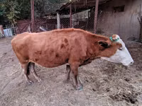 गाय, Latvian Blue cattle — फ़ोटो 2