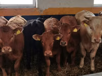 Rinder (Partie, Geschlecht nicht angegeben), Limousin-Kuh — Foto 4