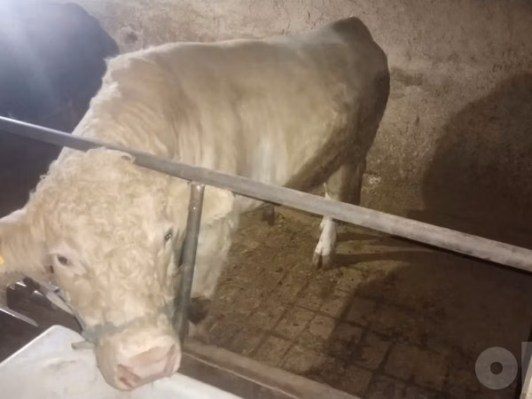 Toro, Charolais cattle